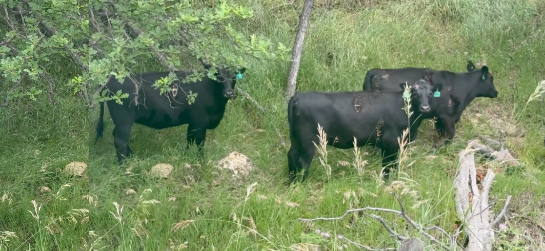 90 - 1000# Black and Baldy Bred heifers; March to early May calvers! BH708A5 - Wyoming